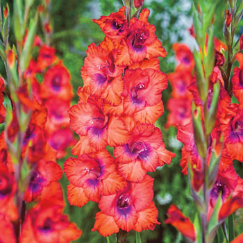 Tricolor Gladiolus