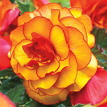 Yellow-Red Picotee Begonia