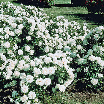 White Meidiland<sup>®</sup> Groundcover Rose 
