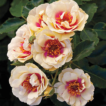 Bull's Eye<sup>™</sup> Shrub Rose 