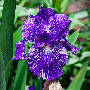 Gnu Again Bearded Iris