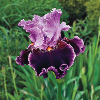 About Town Bearded Iris