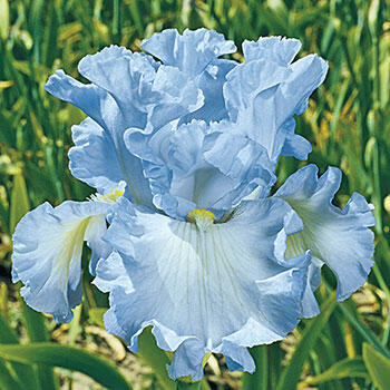 Absolute Treasure Bearded Iris