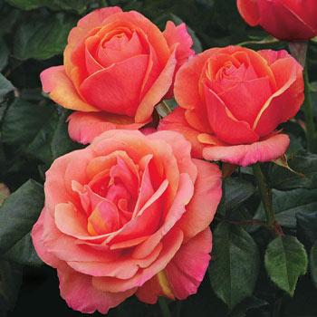 Anna's Promise<sup>®</sup> Grandiflora Rose