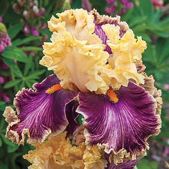 Decadence Bearded Iris