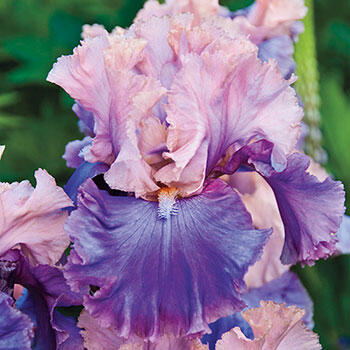 Florentine Silk Tall Bearded Iris