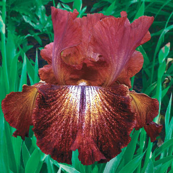 Paprika Fono's Reblooming Bearded Iris