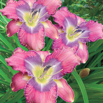Mildred Mitchell Reblooming Daylily