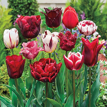 Variatie Red Tulip Mixture
