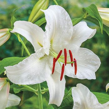 White Oriental Lilies with Cedar Accents - The Bouqs Co.