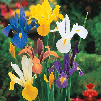 Mixed Dutch Iris
