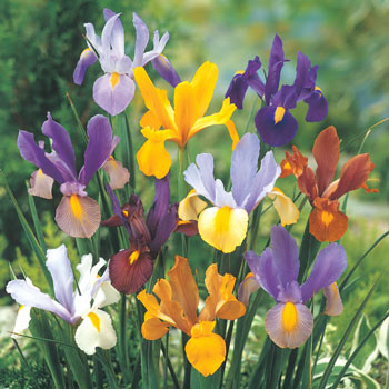 Dutch Iris Mixture