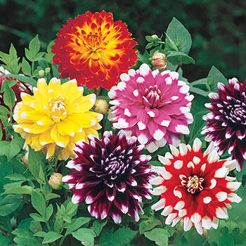 Kaleidoscope Dinnerplate Dahlia Collection