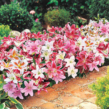 Double Oriental Lilies - Pink and White | Breck's