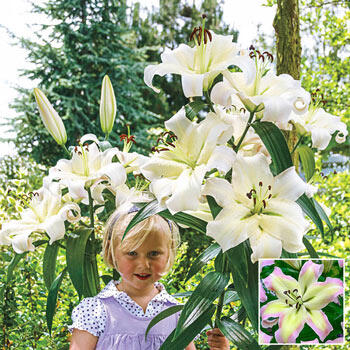 Pretty Woman Lily Tree®