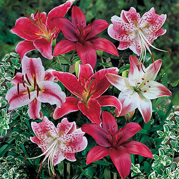 Red Lily Blend