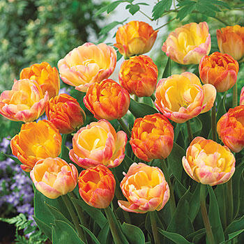 Peach Melba Tulip Duet | Breck's