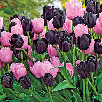 Spring Cotillion Tulip Duet<sup>™</sup>