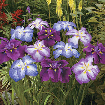 Japanese Iris Mixture Super Sak<sup>®</sup>