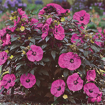 Berry Awesome Hibiscus | Breck's