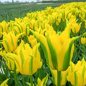 Extreme Yellow Tulip