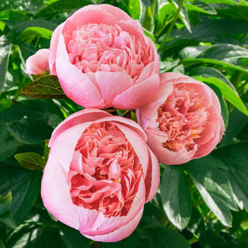 Etched Salmon Peony