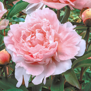 Pillow Talk Peony
