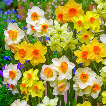 Breck's Yellow King Alfred Daffodil Bulbs Bagged 100-Pack in the Plant Bulbs department at