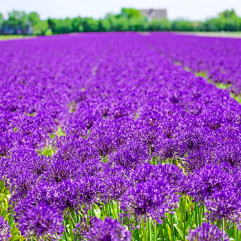 Purple Rain Allium