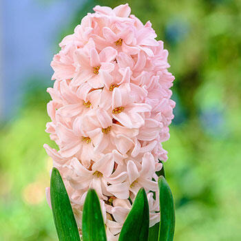 Apricot Passion Hyacinth