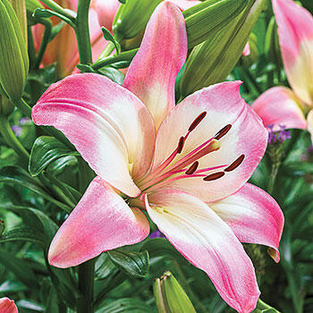 Levi Asiatic Lily
