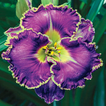 Spiny Sea Urchin Reblooming Daylily