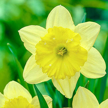 Raoul Wallenberg Daffodil