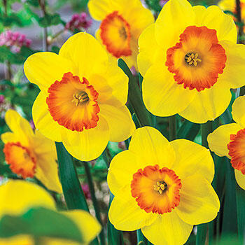 Delibes Daffodil