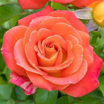 Burst Of Joy<Sup>™</Sup> Floribunda Rose