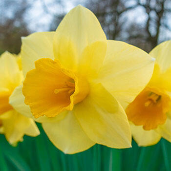 Golden Salome Daffodil