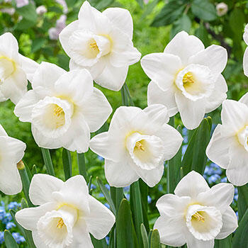Creation Daffodil | Breck's