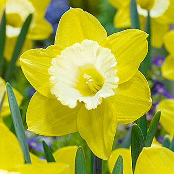 Green Garden Daffodil | Breck's
