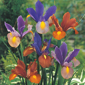 Tiger Dutch Iris Mixture