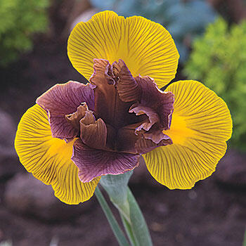 Lion King Dutch Iris