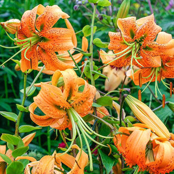 Lilium henryi | Brecks Premium Bulbs