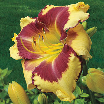 Punxsutawney Phil Reblooming Daylily