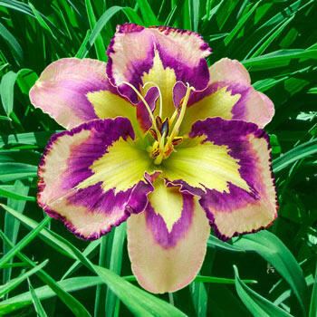 Spacecoast Behavior Pattern Reblooming Daylily