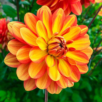 Buy Graceland Dahlia | Summer Bulbs | Breck's