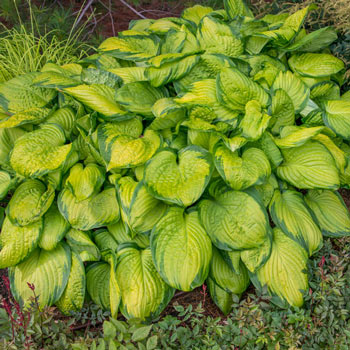 Stained Glass Hosta