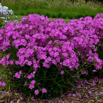 Opening Act Ultrapink Reblooming Phlox