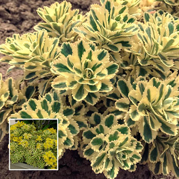 Atlantis® Sedum