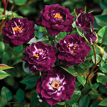 Diamond Eyes<sup>™</sup> Garden Miniature Rose