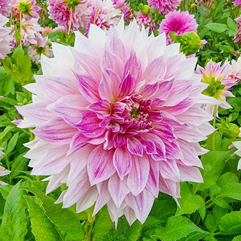 Café au Lait Royal Dahlia