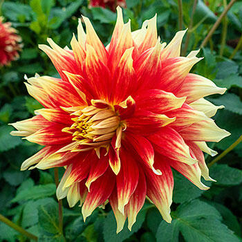 Bodacious Dahlia